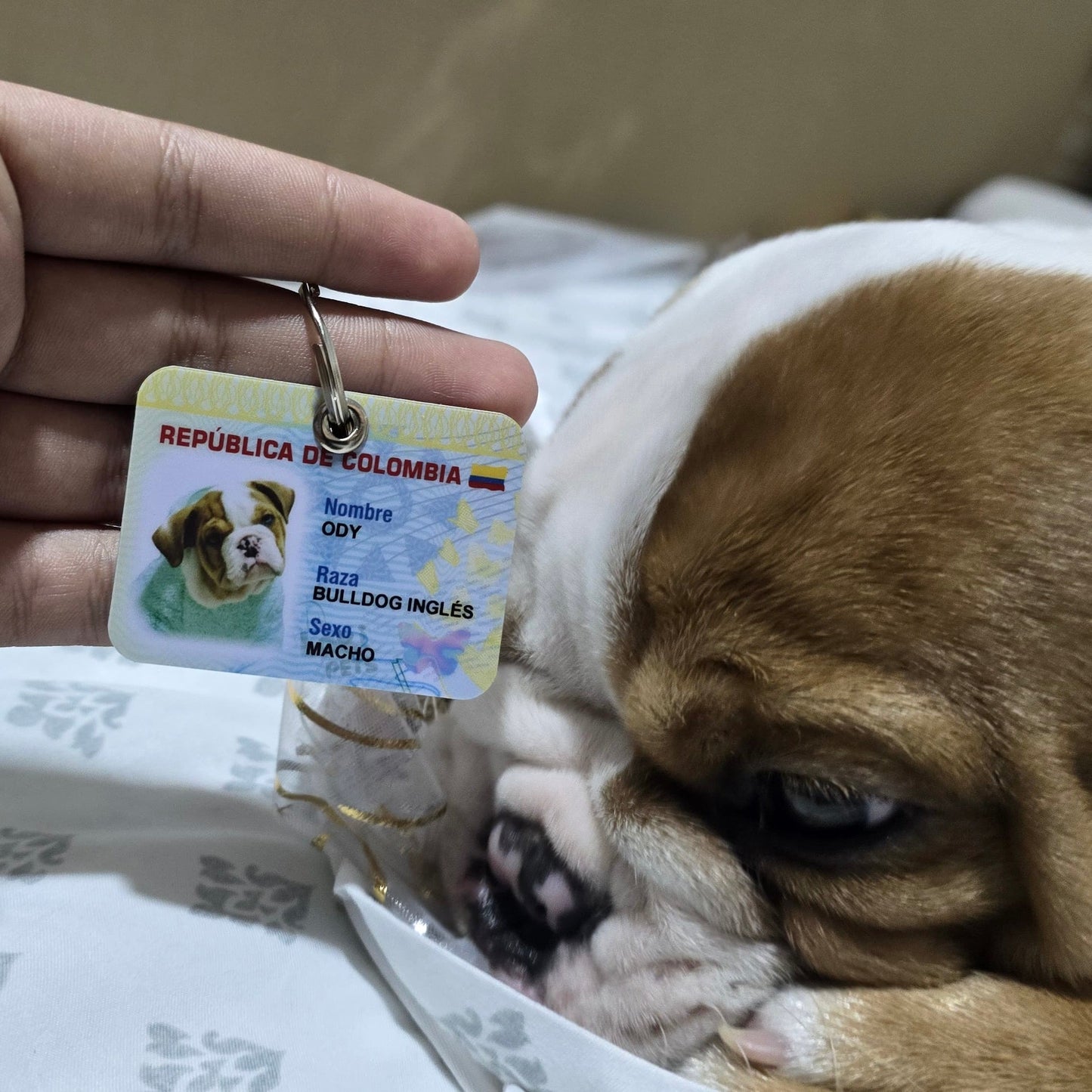 NUEVA Plaquita mini - cédula - Peludolandia
