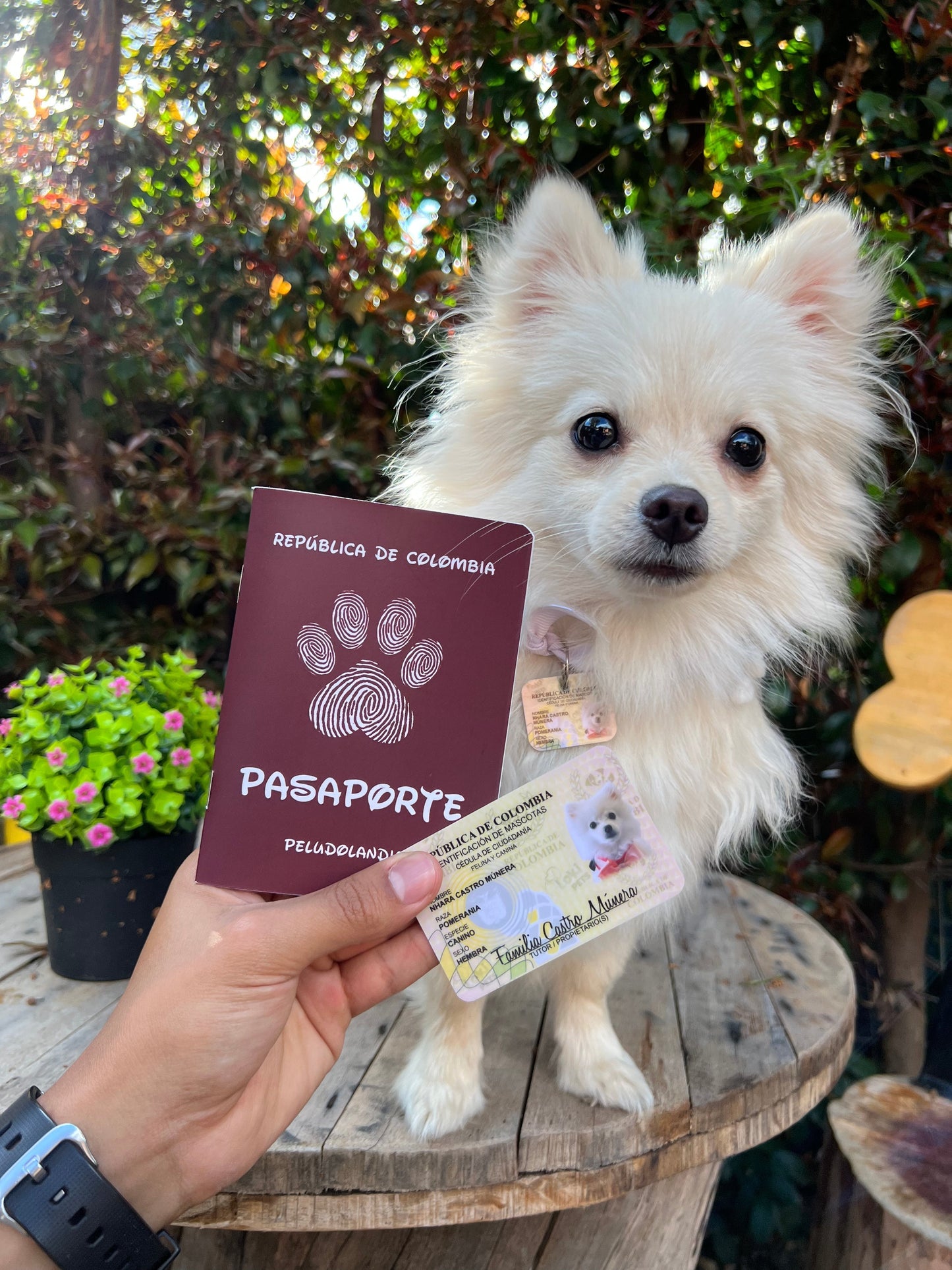 KIT Cédulas & Pasaporte Para Mascotas - Peludolandia