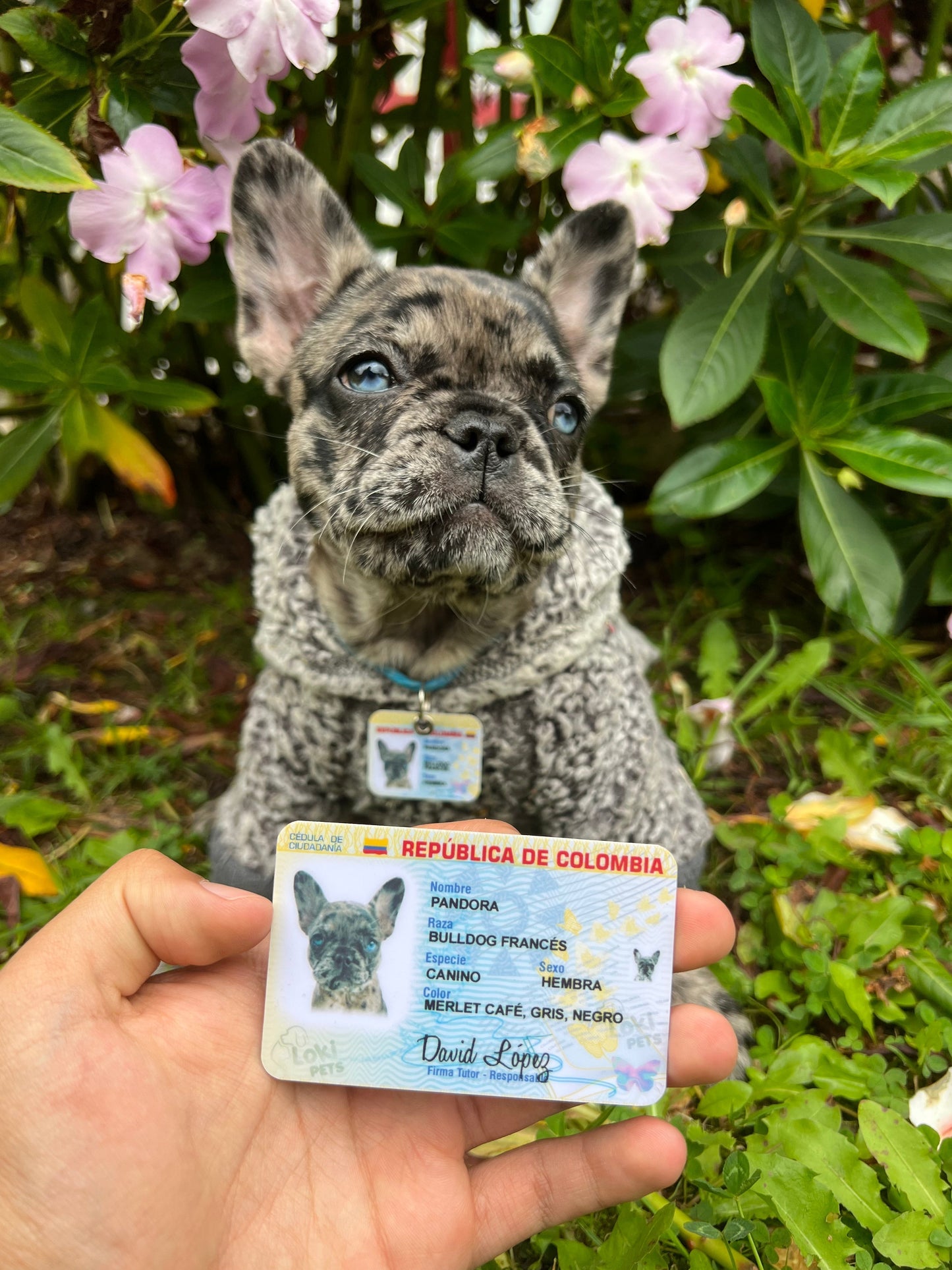 NUEVAS Cédulas Para Mascotas - Peludolandia